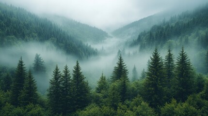 Naklejka premium Misty mountain valley, lush forest