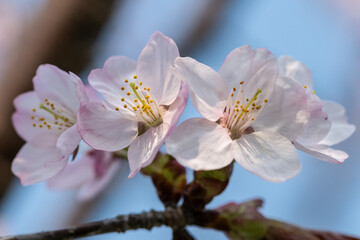 エゾヤマザクラのクローズアップ
