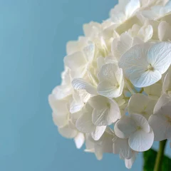 Fotobehang Closeup of White Hydrangea Blossoms Against a Light Blue Background © Saman