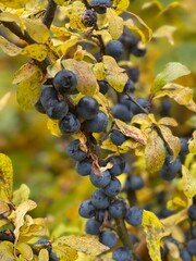 bunch of grapes on vine