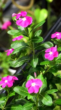 Vinca flower or Sada Bahar or Nayantora or Catharanthus roseus commonly known as Bright Eyes-Cape periwinkle - vertical video