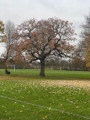 trees in the park