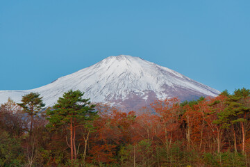 Fototapeta premium Autumn leaves and snow-capped Mt. Fuji Roadside Station, Subashiri side