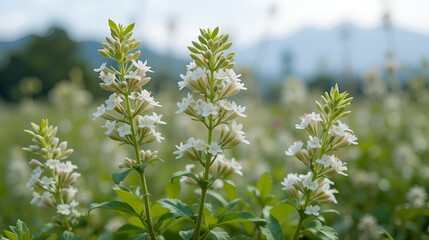 Obraz premium Caucasian pennycress flowers
