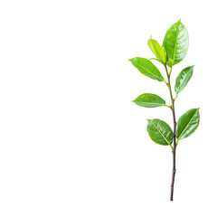 A vibrant green plant stem with leaves