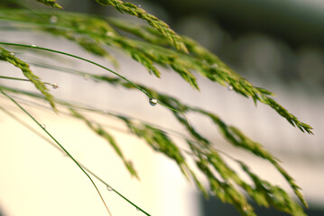 Gouttes d'eau de pluie sur herbes