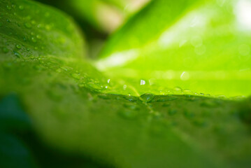 Gouttes d'eau de pluie sur feuille de lierre