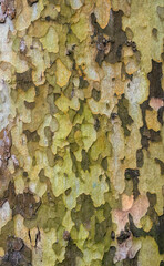 close up of bark on tree abstract