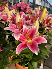 pink and white flowers