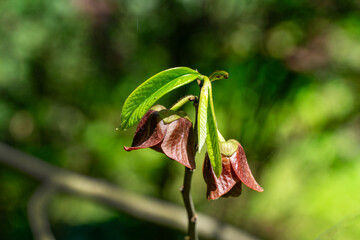 Close-up purple flowers of Asimina triloba or paw paw tree in spring garden against green blurred...