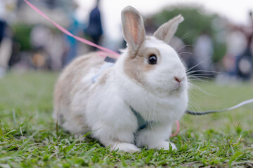 A cute domestic rabbit sits calmly on a lush green lawn, surrounded by soft sunlight and natural scenery. Its fur appears fluffy and clean, highlighting the gentle and peaceful nature of pet rabbits