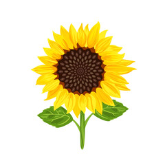 Naklejka premium Sunflower isolated on white background. Vector cartoon flat illustration.