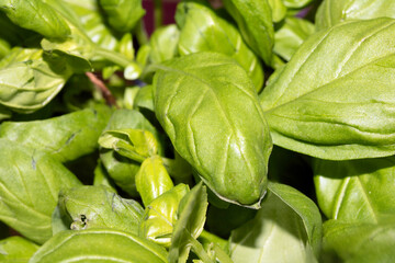 Fresh Basil leaves close up for cooking