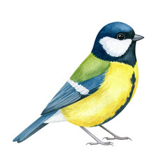 Obraz premium Blue tit bird with colorful feathers isolated on white background