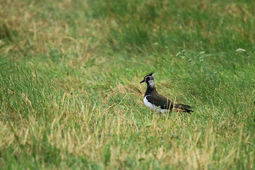 ein Kiebitz  auf der Wiese
