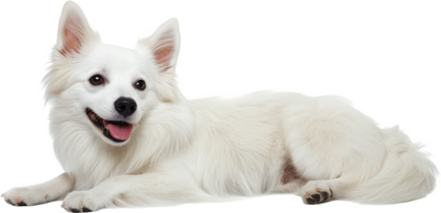 Adorable White Dog Laying Down