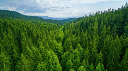 Obraz premium Lush green forest landscape with towering trees and rolling hills under bright sky, evoking sense of tranquility and natural beauty