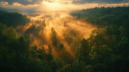 Golden sunrise through misty forest (1)