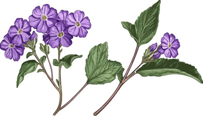 botanical illustration of purple flower