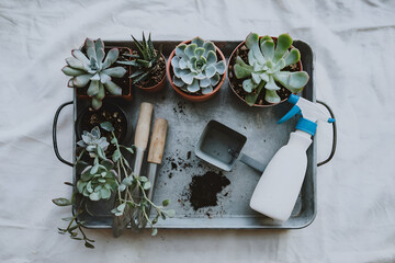 Tray with Succulent Cuttings and Tools