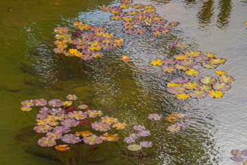Colorful lily pads floating serenely on a tranquil pond at sunset