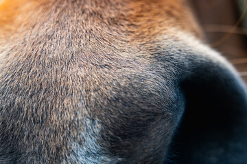 Close-up of a dog's fur reveals stunning textures in natural light during a calm afternoon