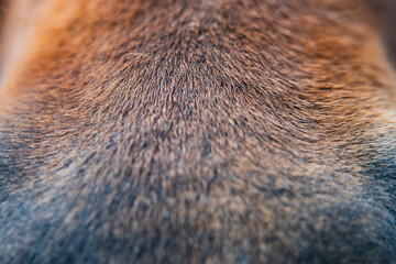 Close-up view of soft fur reveals intricate patterns and colors of a dog's coat