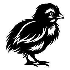 Adorable Baby Quail Chick Bird Vector Illustration Black and White Graphic Design