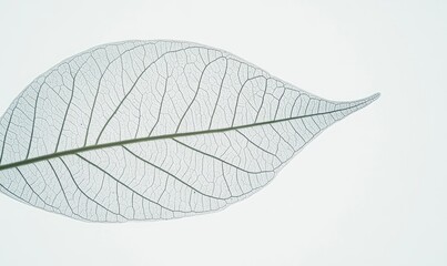 Obraz premium Veiled Beauty Skeleton Leafs Intricate Design on Soft White.