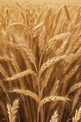 golden ears of wheat harvest field