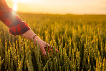 Female farmer gently touching wheat ears at sunset, savoring the beauty of her healthy harvest in a...