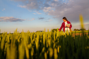 Young agronomist woman walking through a vibrant wheat field at sunset, holding a tablet and...