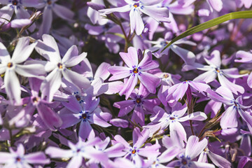 Phloxes. Spring flowers on a sunny May day. Close-up of the plant. Blurred background.
