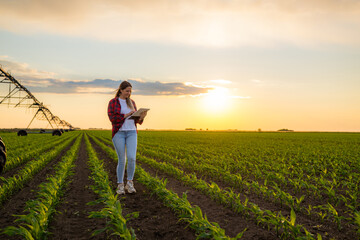Fototapeta premium Female farmer walking and using digital tablet in corn field at sunset, innovative technologies in agriculture, sustainable farming practices