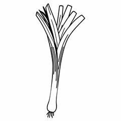 Long green stalk vegetable - line art illustration in white background