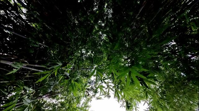 Bamboo Wind 14