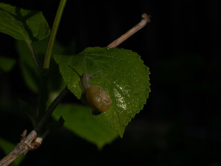 Shrub snail (common) (Fruticicola fruticum )