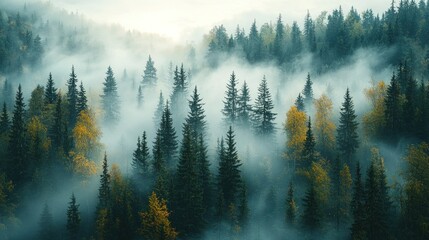 Misty mountain forest canopy