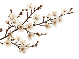 Beautiful cherry blossom branch in full bloom for spring decor, cut out - stock png.