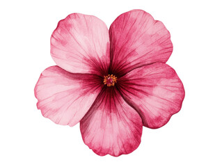 Obraz premium Beautiful pink hibiscus flower in full bloom for design projects, cut out - stock png.