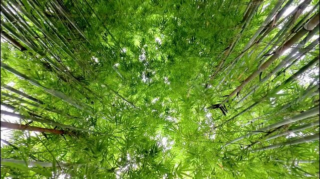 Bamboo Wind 15