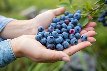 Hand holding freshly picked blueberries. Organic farming and fresh produce