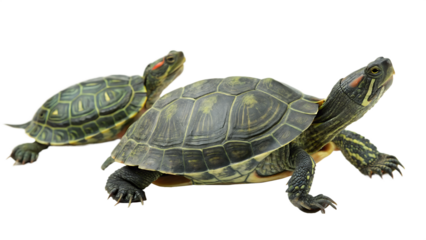 two turtles walking slowly isolated on white background, PNG