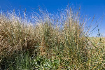 Fototapeta premium Fotowalk in Norddeich