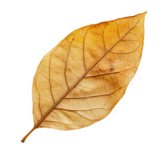 Fototapeta premium Dried autumn leaf, pale gold, intricate veins