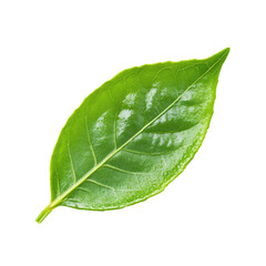 Obraz premium Close-up of a vibrant green leaf. Fresh, healthy, and full of life