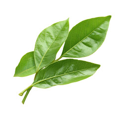 Fototapeta premium Fresh green leaves on stem