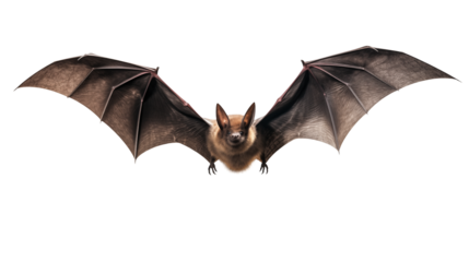 Flying Bat on Transparent Background
