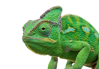 Obraz premium Green chameleon closeup showcases skin texture, its vivid texture isolated, sharp texture