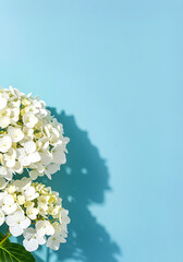 flowers on the water, White Hydrangea Flowers on Blue Background – Minimalist Floral Aesthetic